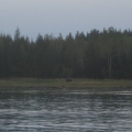 A moose sighting in Lituya Bay